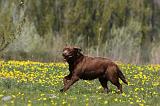 LABRADOR 1023